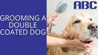 How to Groom a Double Coated Dog | Animal Behavior College