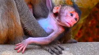Lovely Moments!!! Tiny Baby Monkey Looks Very Nice With Young Mommy