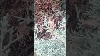 Bagworms Attacking My Juniper Tree - August 2019