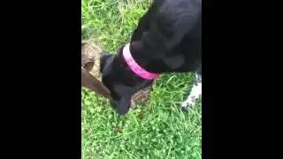 BOOTS SMASH DOT