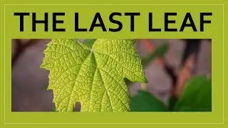 The Last leaf Class 9 English Moments Chapter 7  Explanation, word meanings