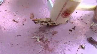 The Crab Claw