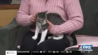 Tuesday&rsquo;s adoptable pet: Meet Grace