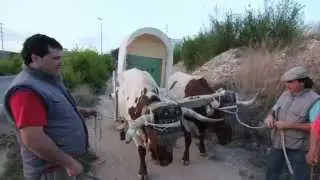 Buelles en Mora de Rubielos