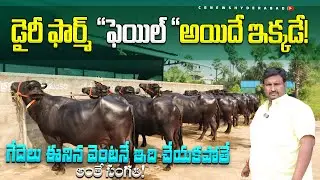 డైరీ ఫెయిల్ అయ్యేది ఇక్కడే!తక్కువ ధరలో ముర్రా గేదెలు|Murrah buffaloes for sale|గేదెలు ఈనిన వెంటనే?
