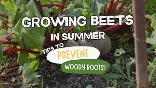 Growing Beets in Summer: Tips to Prevent Woody Roots!