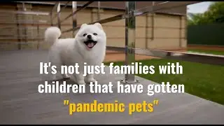 Pandemic pets and older adults