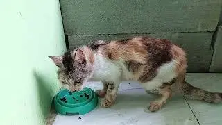 Cute cats eating together ❤