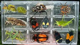 Catching insects in the garden, I got Horsefly, Weaver Ant Queen, Glycyphana, Megymenum,