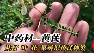 认识中药材-黄芪，碰到像黄芪的植物可不能乱采集，更不可乱吃