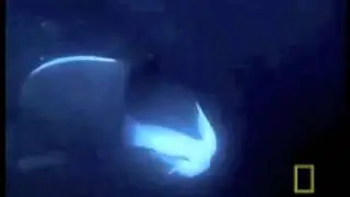 whale human min