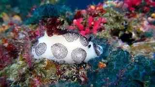 Морские слизни №5. Джорунна траурная.
