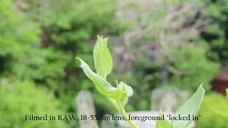 Canon EOS 70D Semi Auto Test using Movie Servo AF