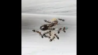 История семьи Crematogaster schmidti