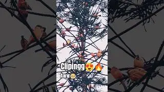 #birds #cliping 😍😍🌴On #christmas 😍#tree ##viral #trending 🌸