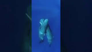 Socializing sperm whales! Nothing more amazing!