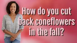 How do you cut back coneflowers in the fall?