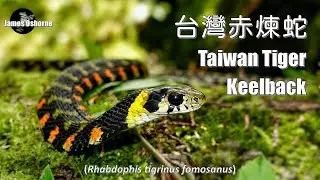 Taiwan Tiger Keelback 台灣赤煉蛇 (Rhabdophis tigrinus formosanus)