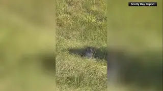 3 monkeys on the loose after truck crash in Mississippi