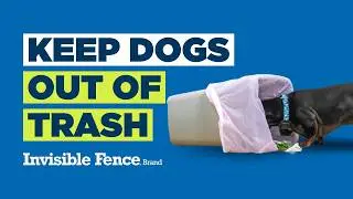 How to Keep Your Dog Out of Your Trash