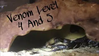 #Buthidaescorpions #Deadlyscorpions  Feeding My Adult Buthidae Scorpions
