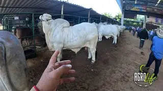 ¿¡QUE RAZA ES!? Y PORQUE CUESTA TANTO $$