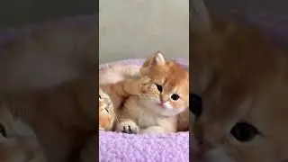 | Kittens Are Playing | @felinology211  | Baby Little Kitten | Kitty Cat |