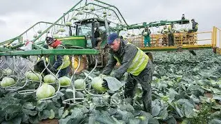 Amazing World Modern Agriculture Machine Harvesting Cabbage - Apple Processing Line At Factory