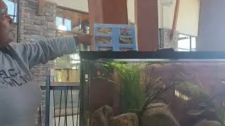 Seeing The Fish 🐟