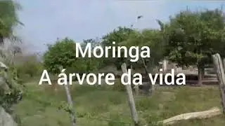 P&eacute;s de Moringa na Bolivia