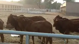 sahiwal cow farm in sahiwal pakistan very easy