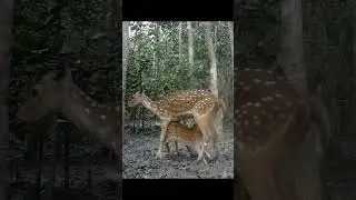 Cute baby Deer drinking breast milk #shorts