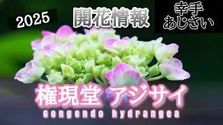 権現堂【アジサイ】咲き始めました。2025年5月26日 情報 4号公園 3号公園 展望の丘『アジサイ・紫陽花・AJISAI』開花情報 flower japan kasukabe