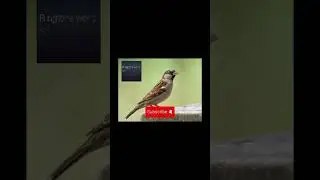 Sparrow bird sound effect