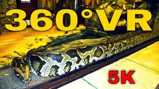 360&deg; VR Big Snakes Lizards And More Reptiles Zoo Bucharest Visit Romania 5K 3D Virtual Reality HD 4K