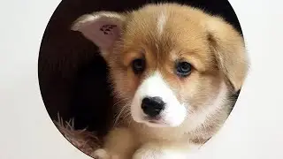 Купили щенка Вельш корги пемброк