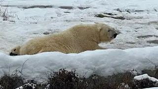 Look a big polar bear ￼