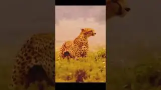 wildlife watching #wildlife #explore #shorts #viralshorts #shortvideo