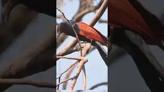 # chirping sound of Crow pheasant# shortsviral#