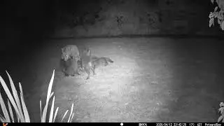 Fox Shed Watch 12th-13th April 2025