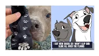 I BOUGHT MY DOG SOCKS WITH GRIPS SO HE DOESN'T SLIP & SLIDE ON THE FLOOR B/C HE'S GOT HIP DYSPLASIA