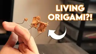 Update on my Devil's Flower Mantis [HUSBANDRY]