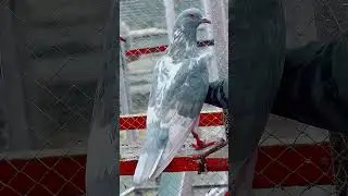 Yaqoot Bareed #phonk #hammadsaeedkhan #pigeon #bird #kabootar