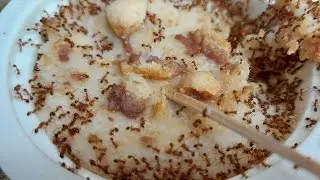 Relaxing Ants Feeding LIVE | Red Ants Eating Rice & Sugar | Relaxing Nature Observation #relaxing