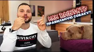 Всё о породе американский булли: как правильно выбрать щенка и не быть обманутым?