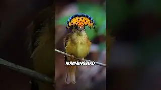 Do you know? Hummingbirds have such fantastic crowns #shorts #shortvideo