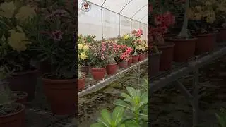 Imported Adenium Plant Online Sale 🔥 #adenium #plants #flowers #garden