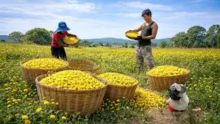Day 180 Of CEO Leaving The City: Harvest Ancient Tea Chrysanthemum To Make Tea - Cook, Farm Life