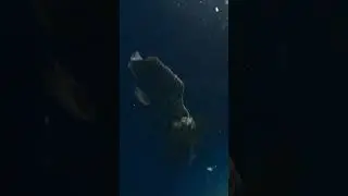 Real Coelacanth!!!