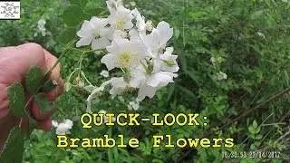 QUICK-LOOK: Bramble Flowers